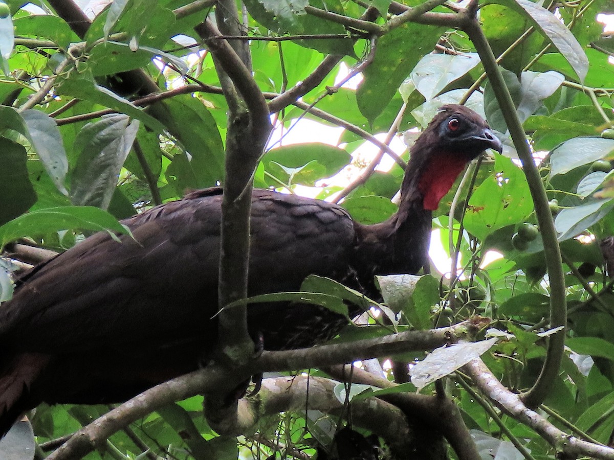 Crested Guan - ML642721903