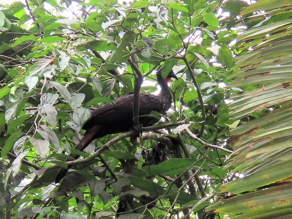 Crested Guan - ML642721904