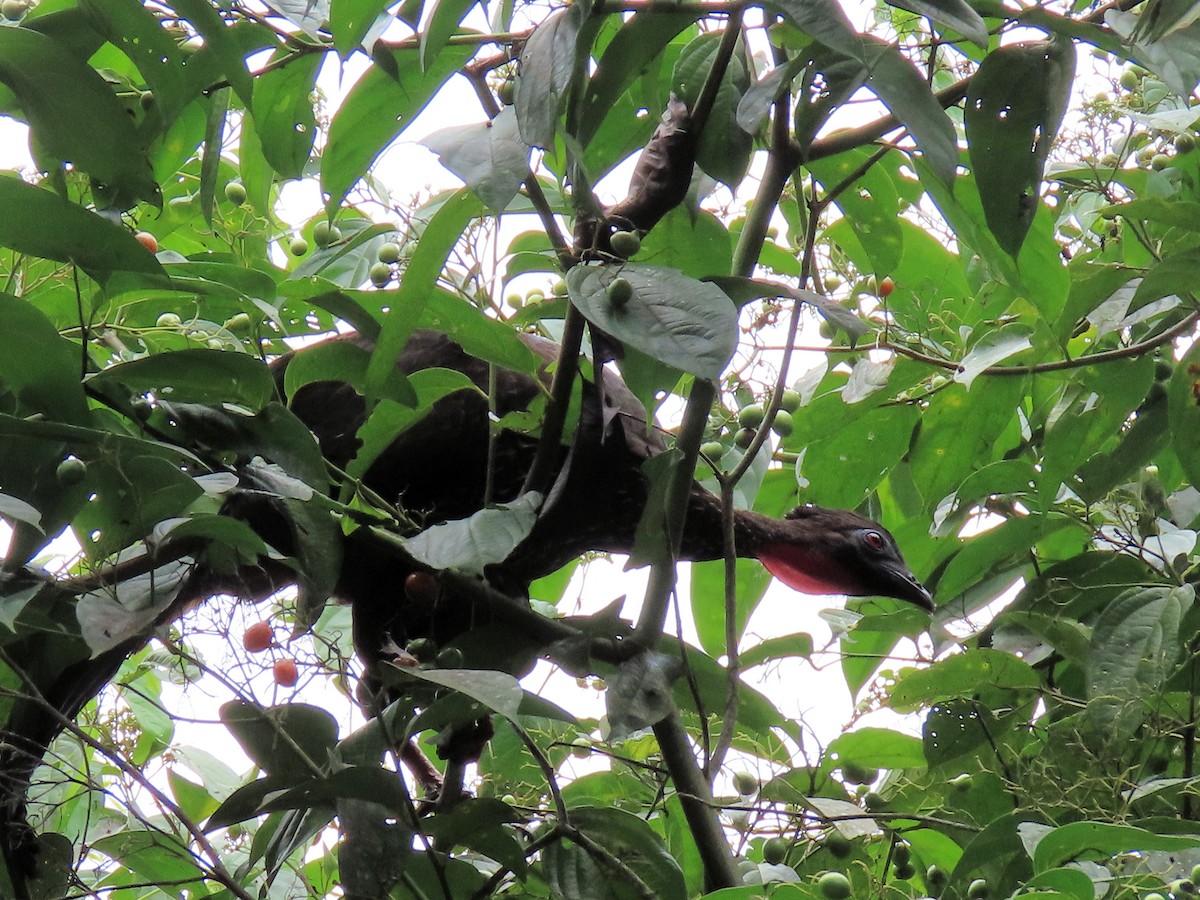 Crested Guan - ML642721905