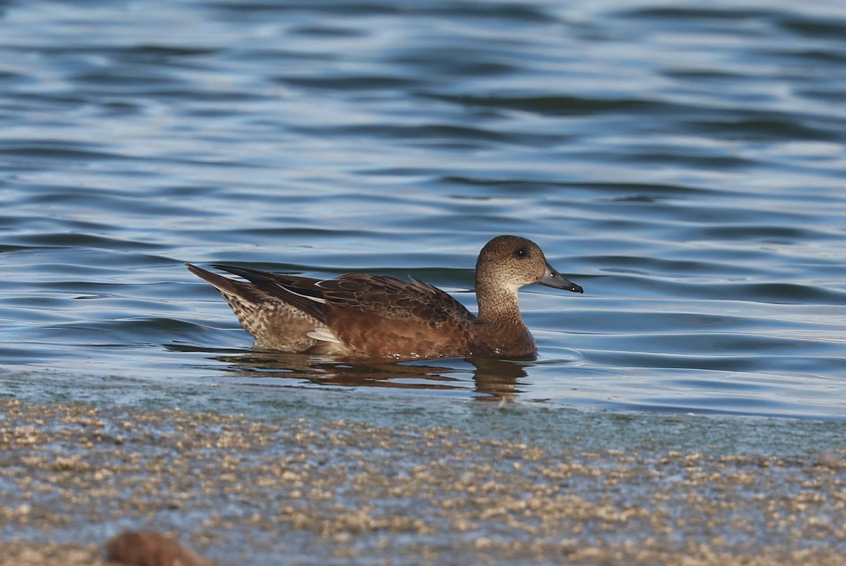 Eurasian Wigeon - ML642721906