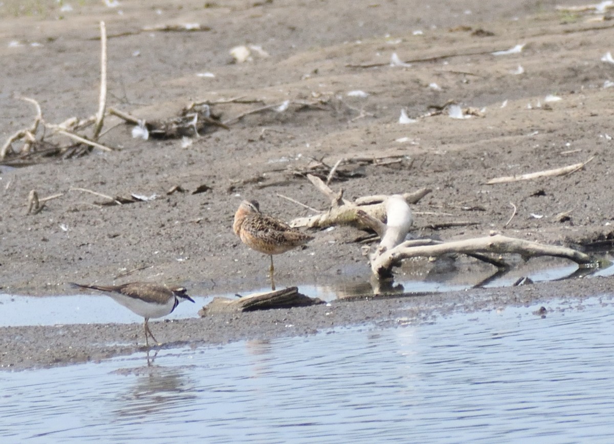 Long-billed Dowitcher - ML642721909