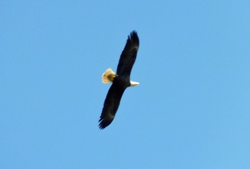 Bald Eagle - ML642721910