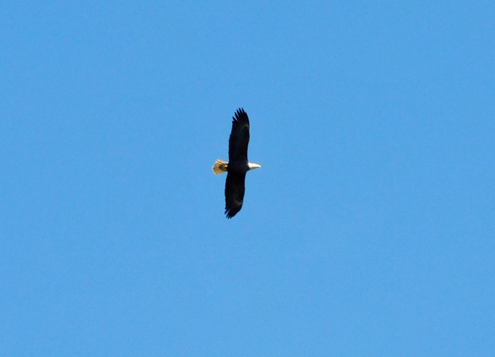 Bald Eagle - ML642721911