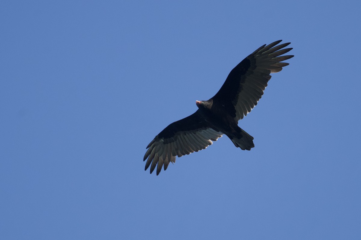 Turkey Vulture - ML642721912