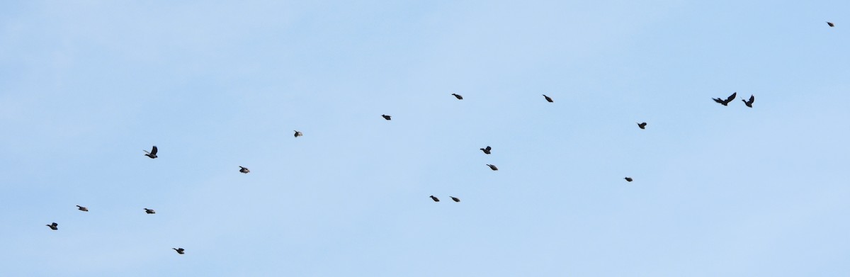 Red-winged Blackbird - ML642721913