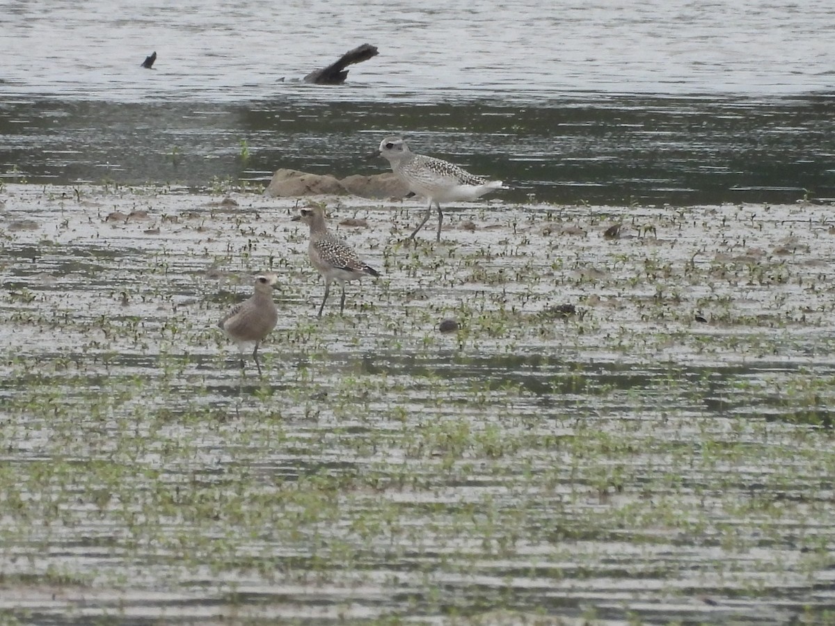 American Golden-Plover - ML642721917