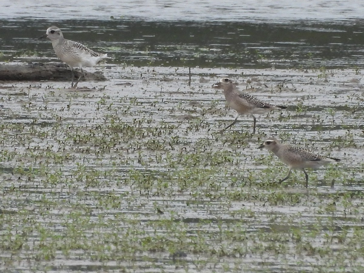 American Golden-Plover - ML642721918