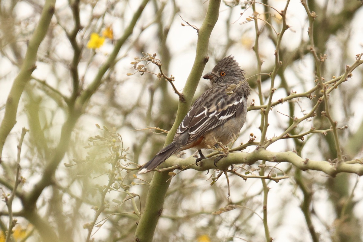 ペルークサカリドリ - ML642721922