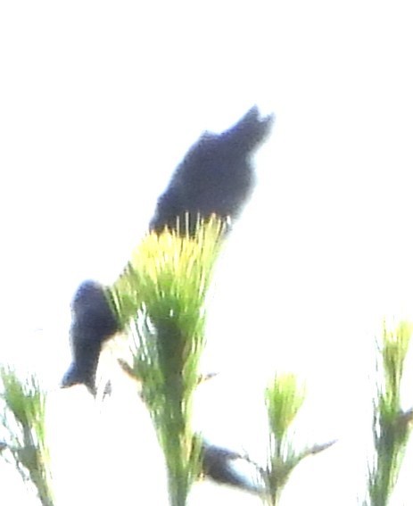 Red-winged Blackbird - ML642721924