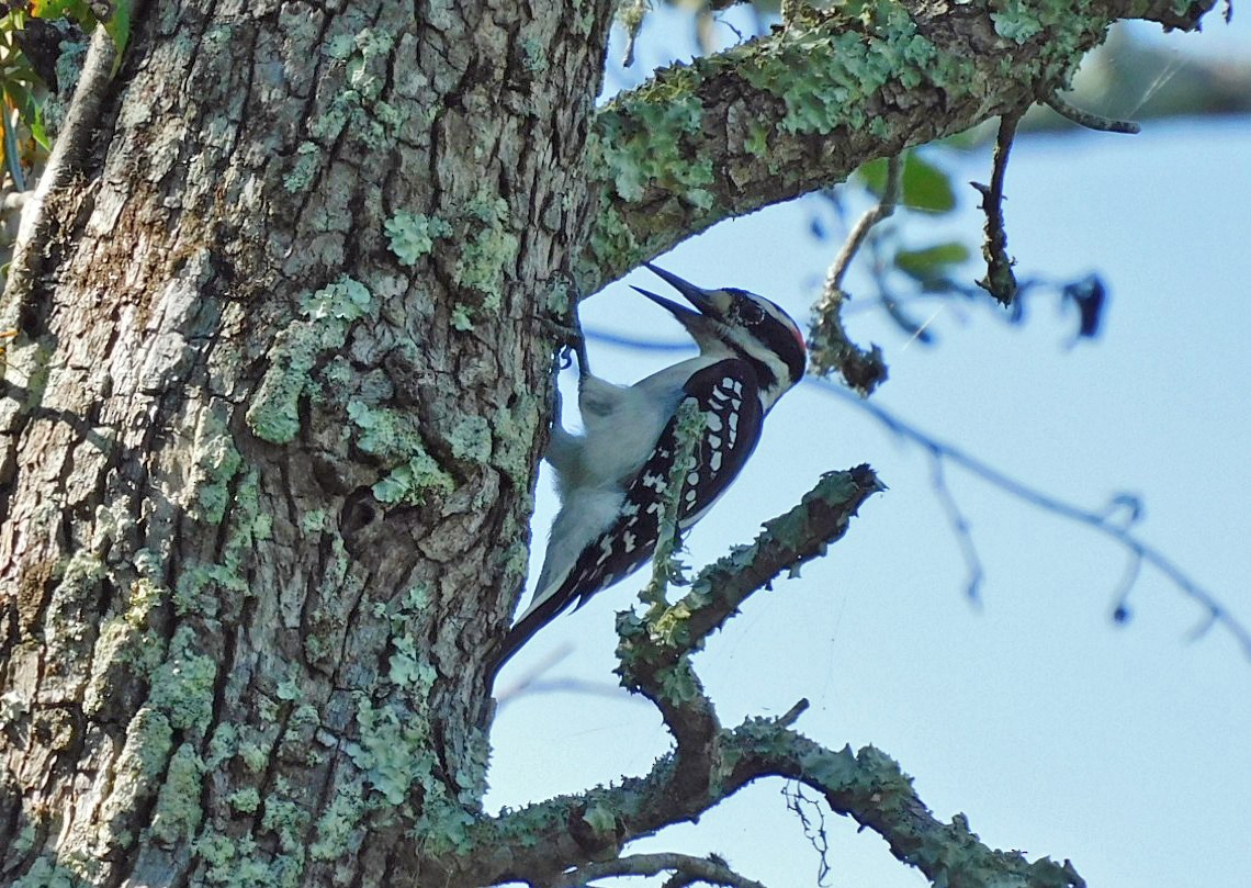 Hairy Woodpecker - ML642721930