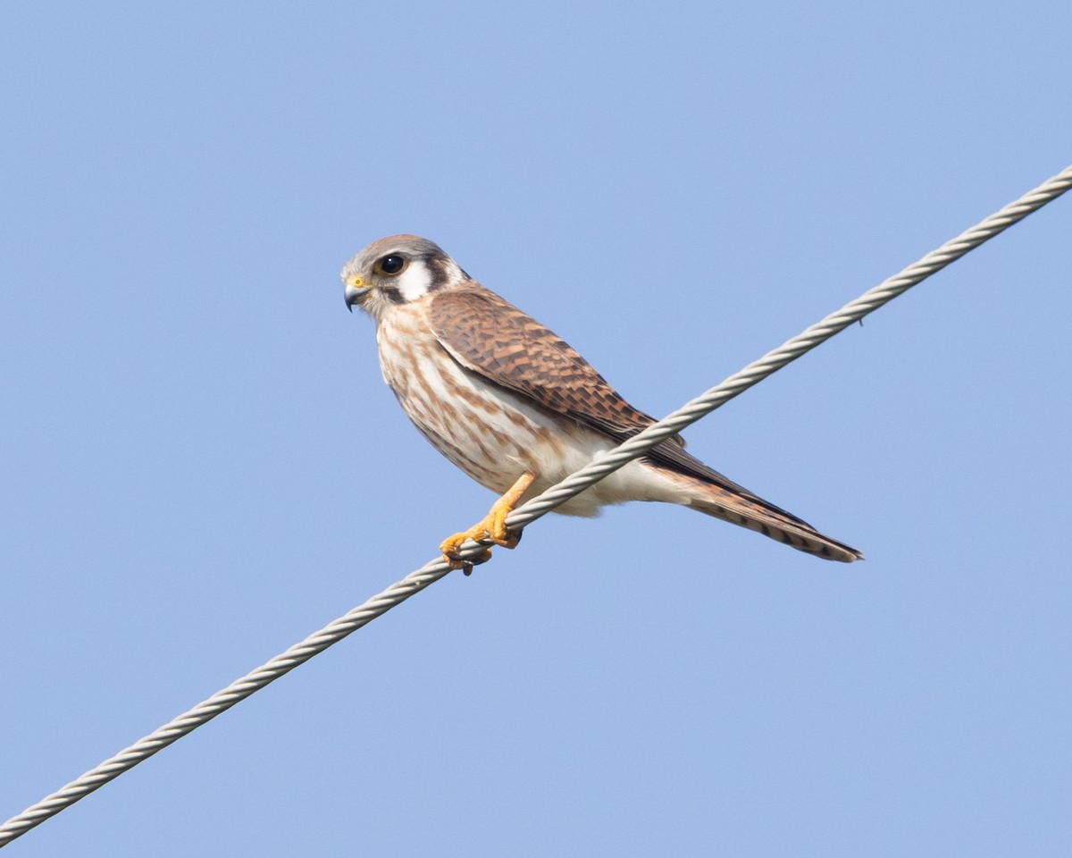 American Kestrel - ML642721931