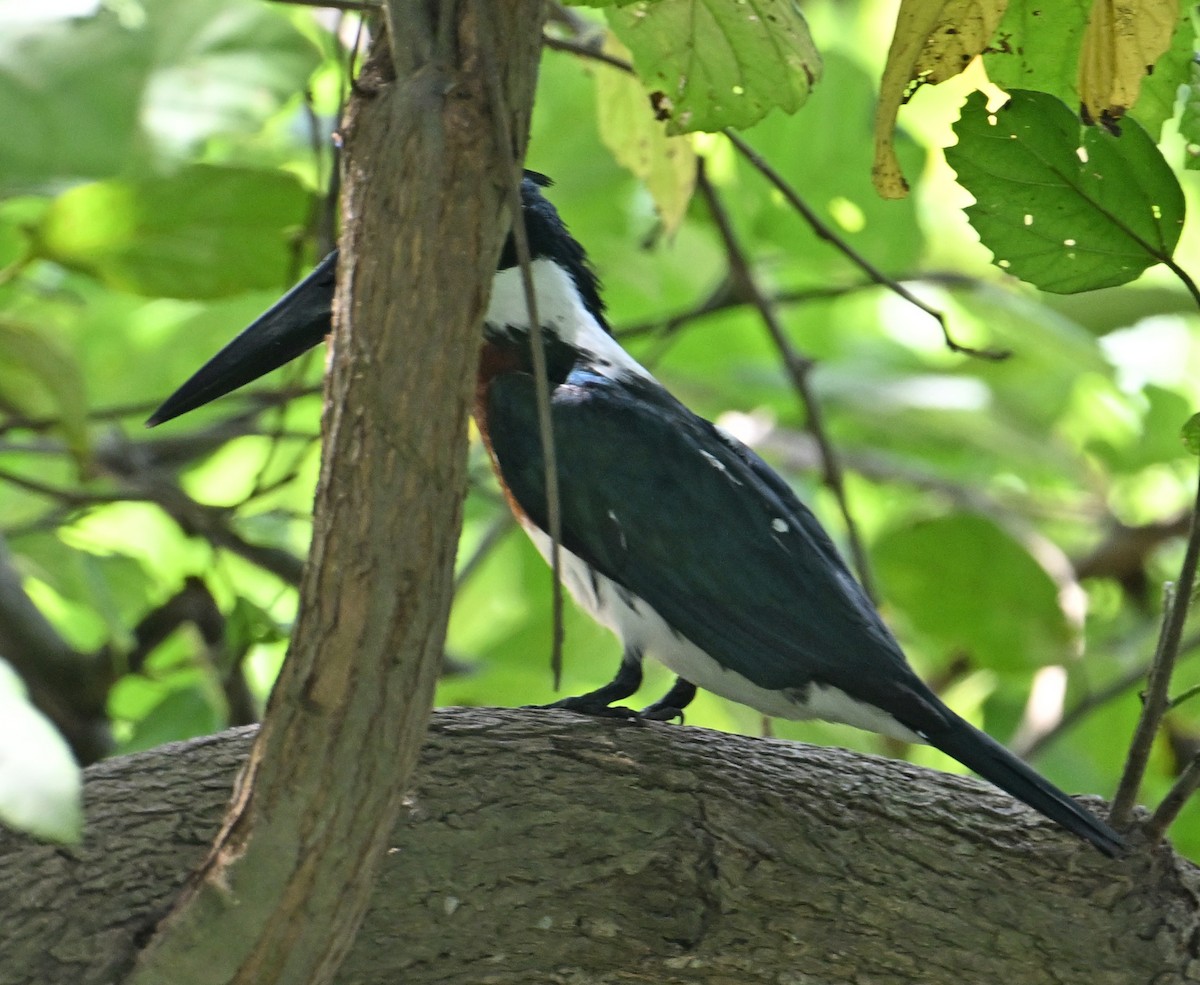 Amazon Kingfisher - ML642721936