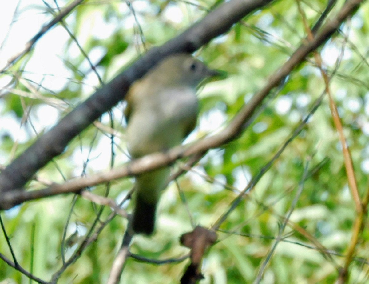 Empidonax sp. - ML642721937