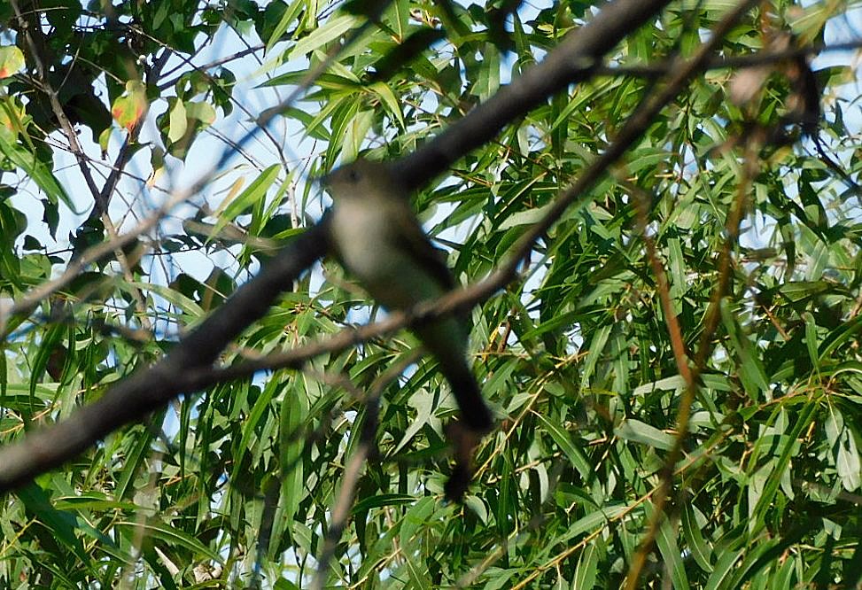 Empidonax sp. - ML642721938
