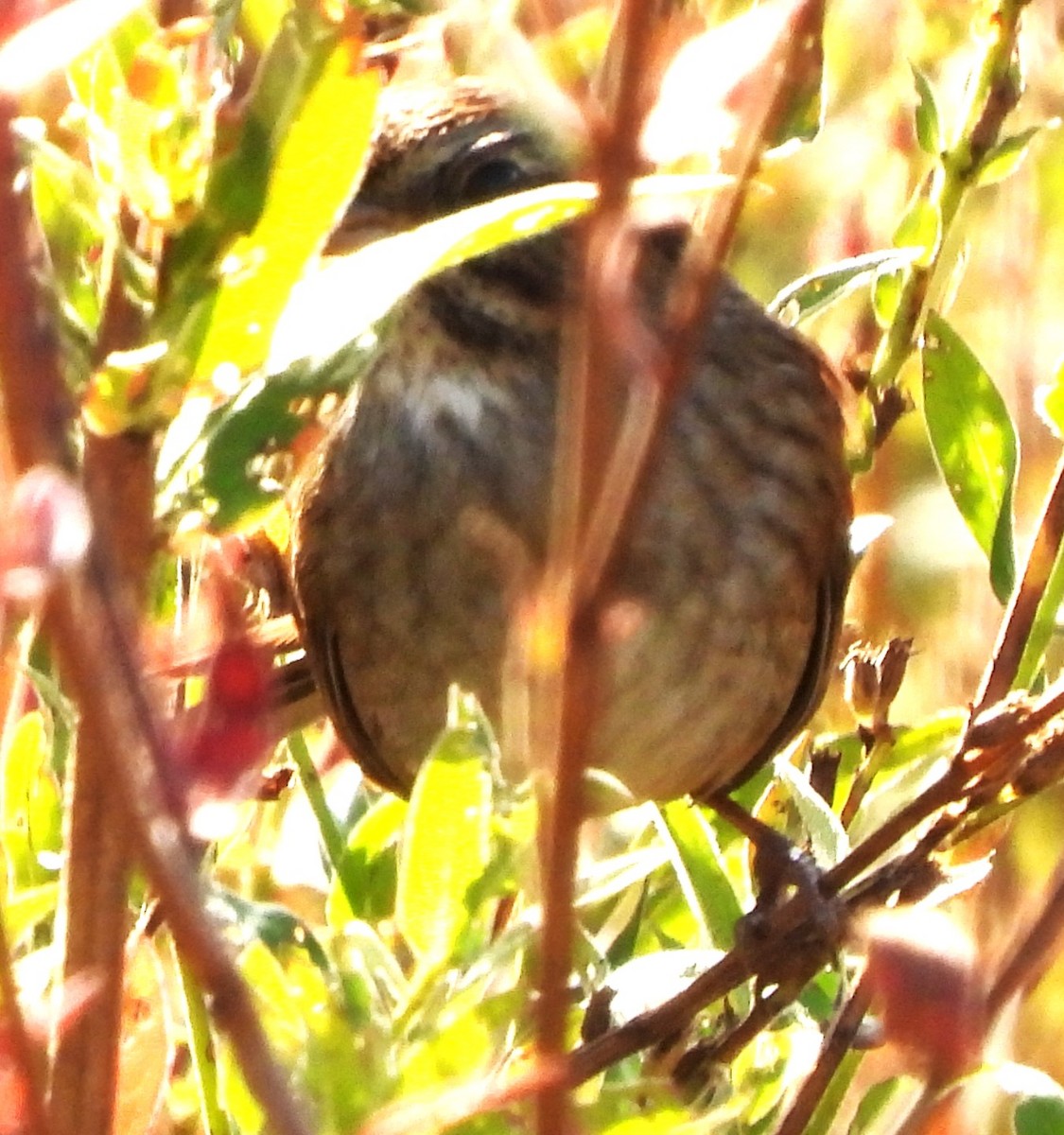 Swamp Sparrow - ML642721940