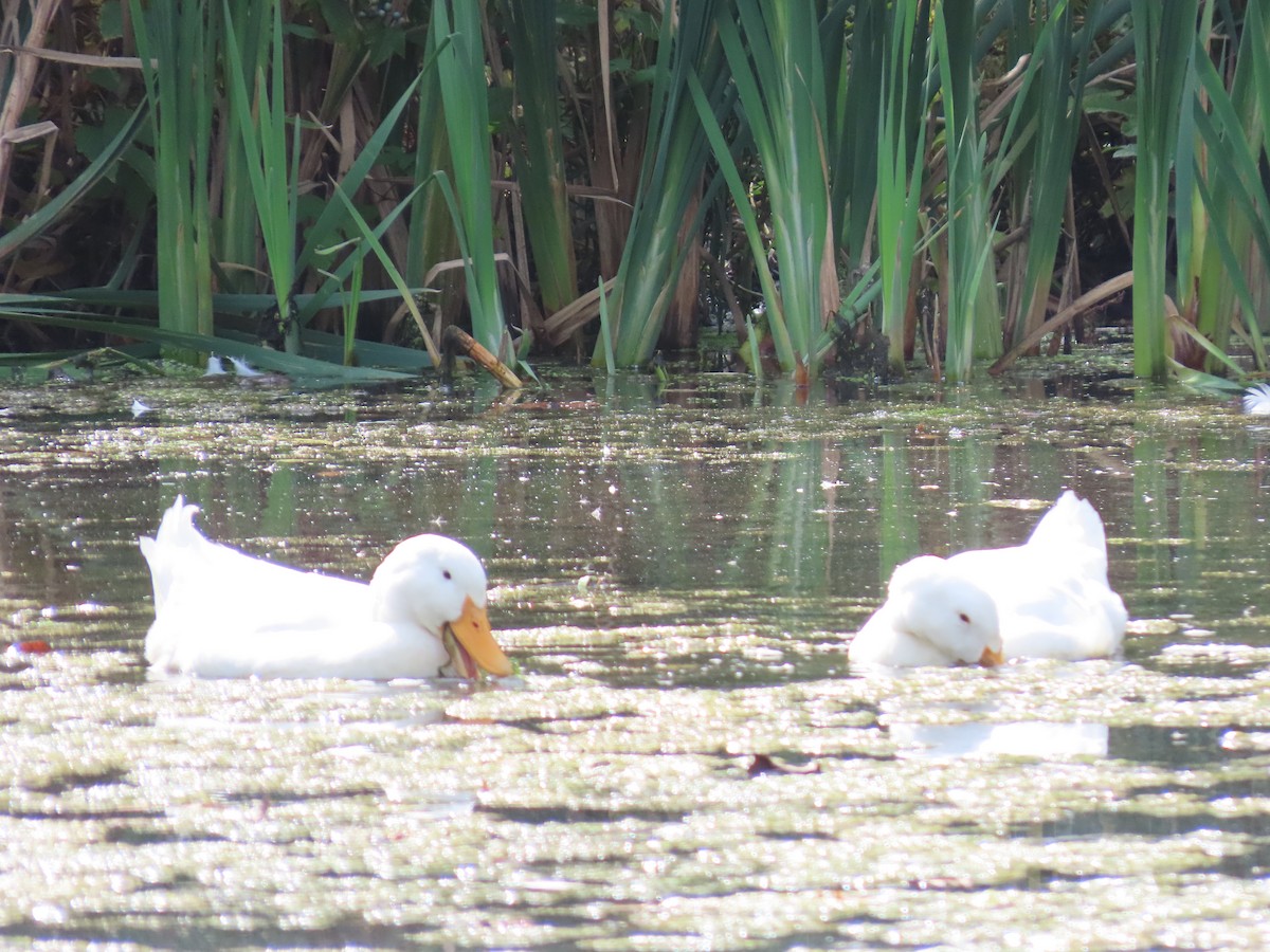 Mallard (Domestic type) - ML642721941
