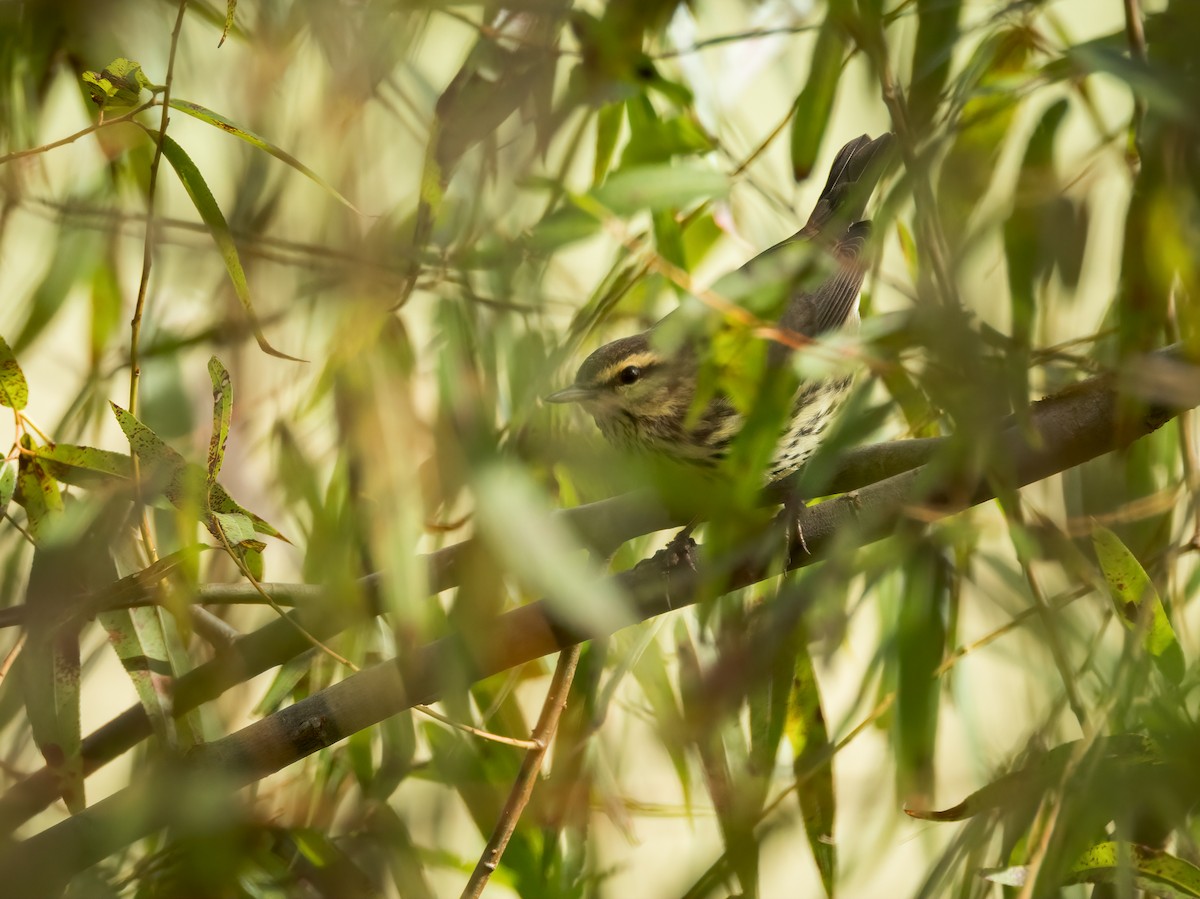 Northern Waterthrush - ML642721942