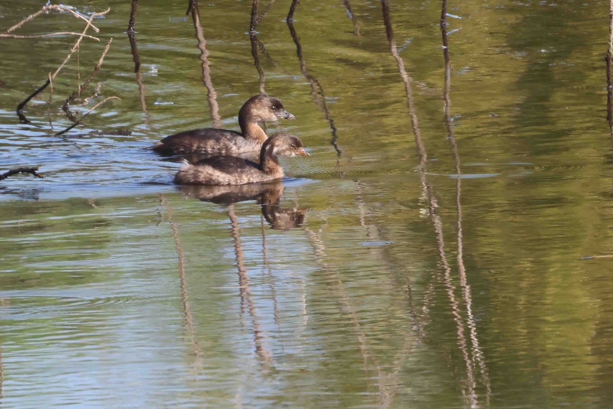 Pied-billed Grebe - ML642721943