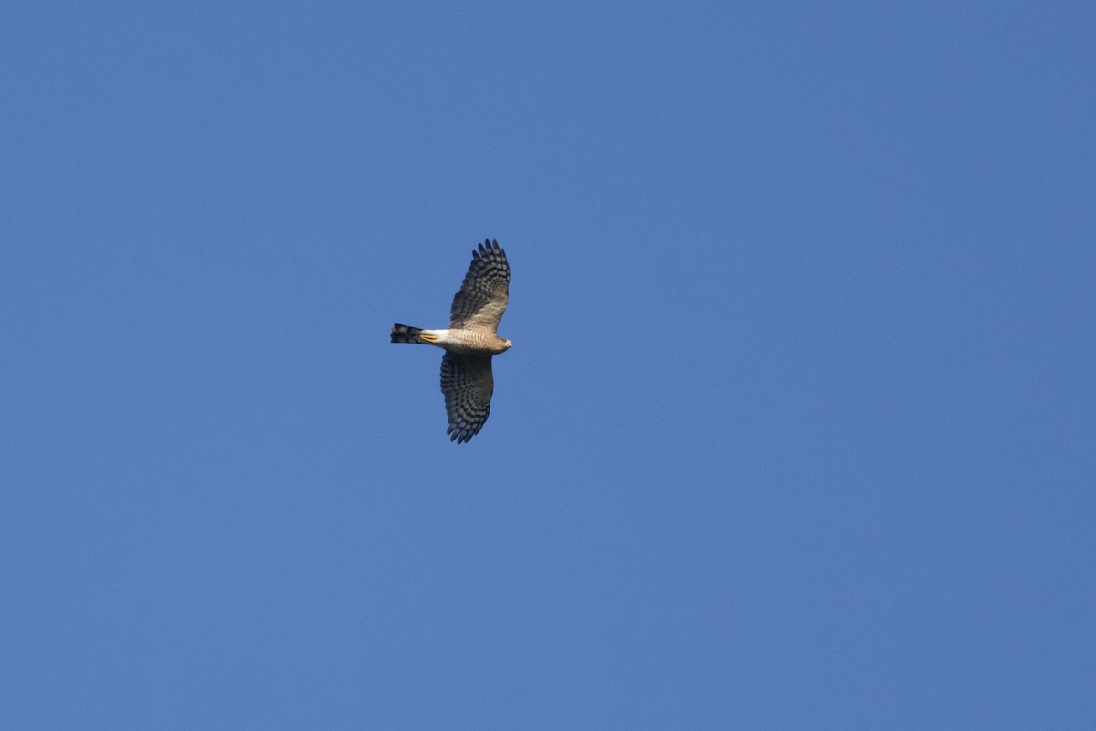 Sharp-shinned Hawk - ML642721944