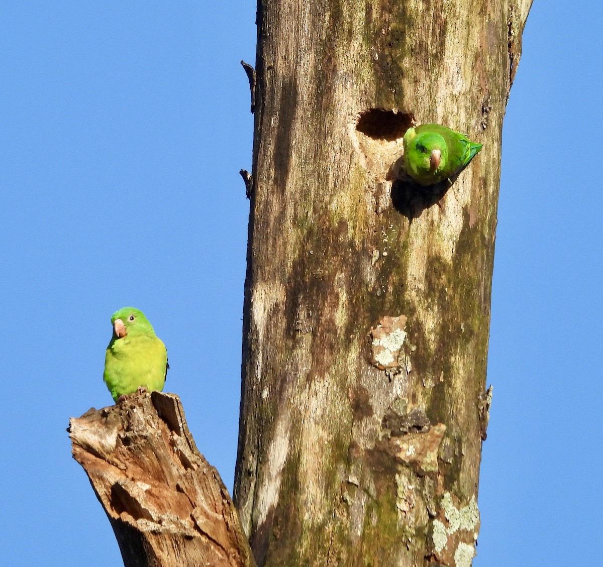 Orange-chinned Parakeet - ML642721945