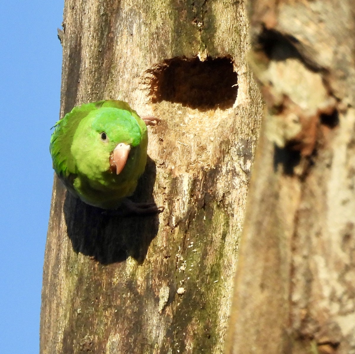 Orange-chinned Parakeet - ML642721946