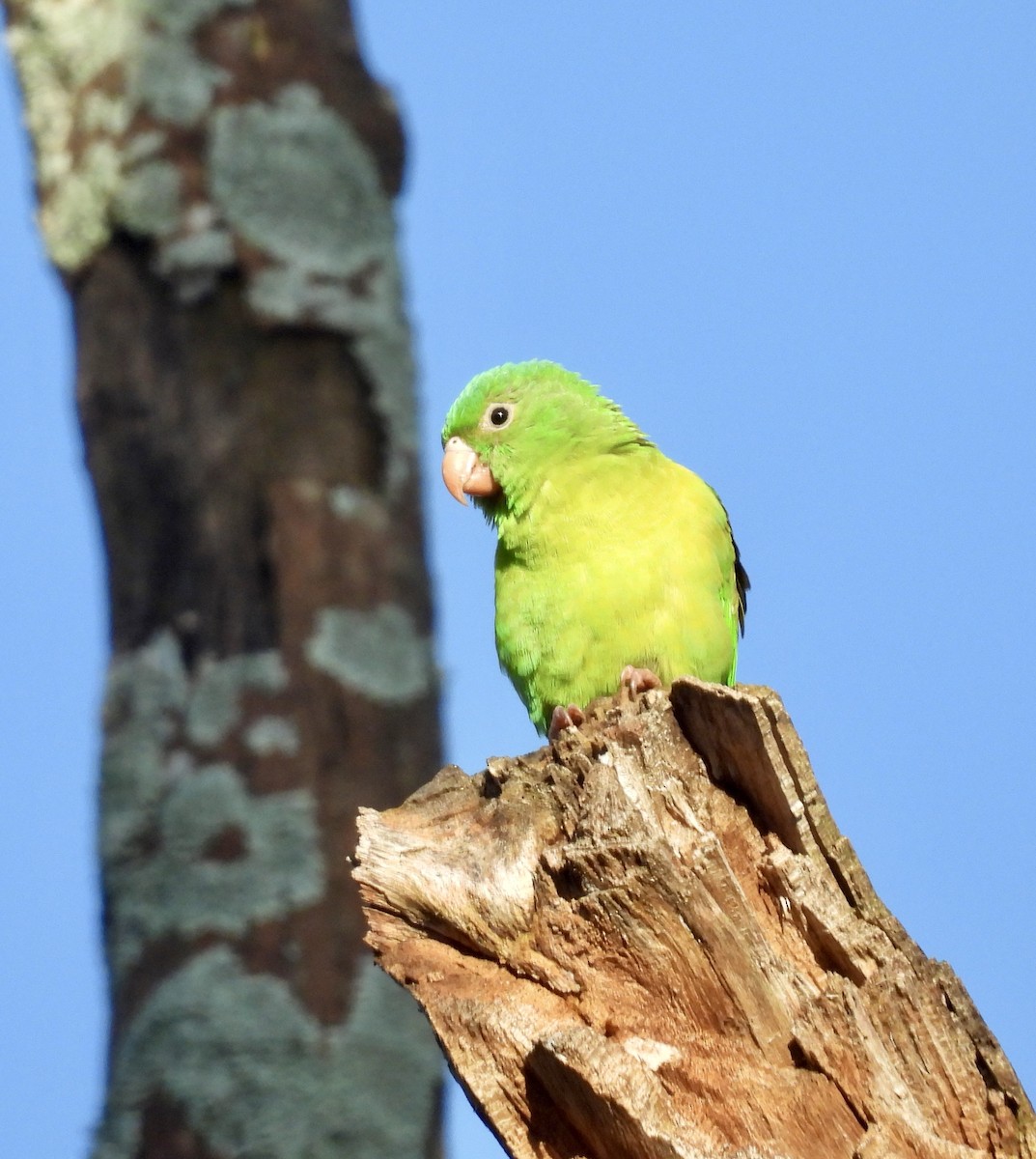 Orange-chinned Parakeet - ML642721947