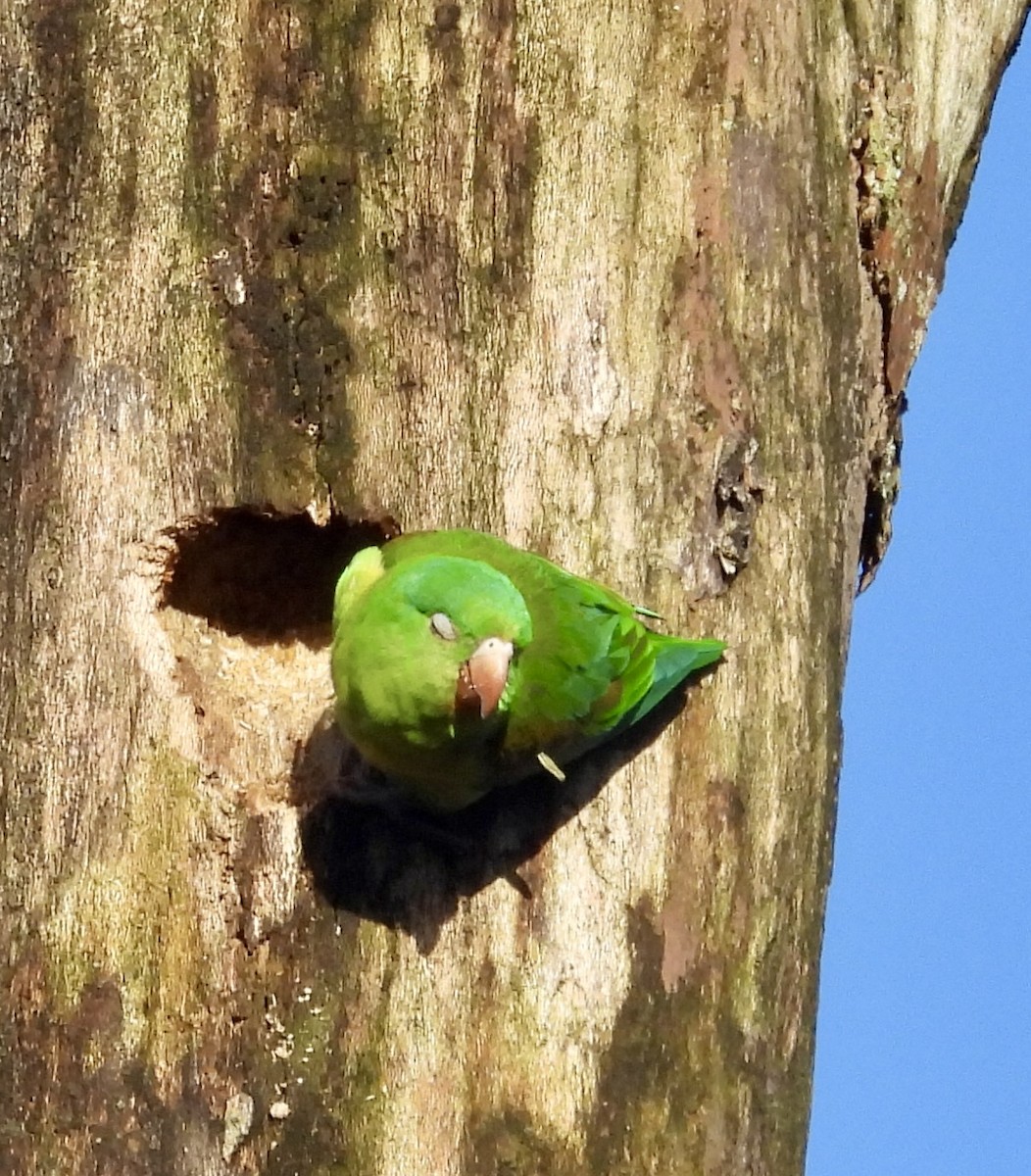 Orange-chinned Parakeet - ML642721948