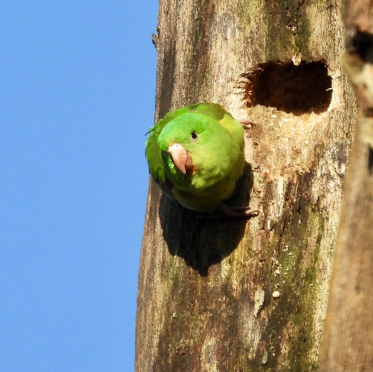 Orange-chinned Parakeet - ML642721949