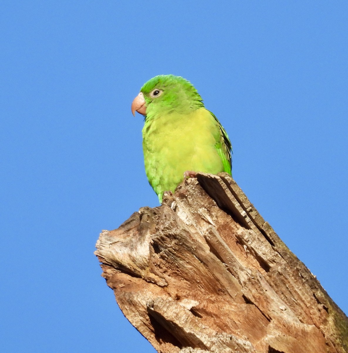 Orange-chinned Parakeet - ML642721950
