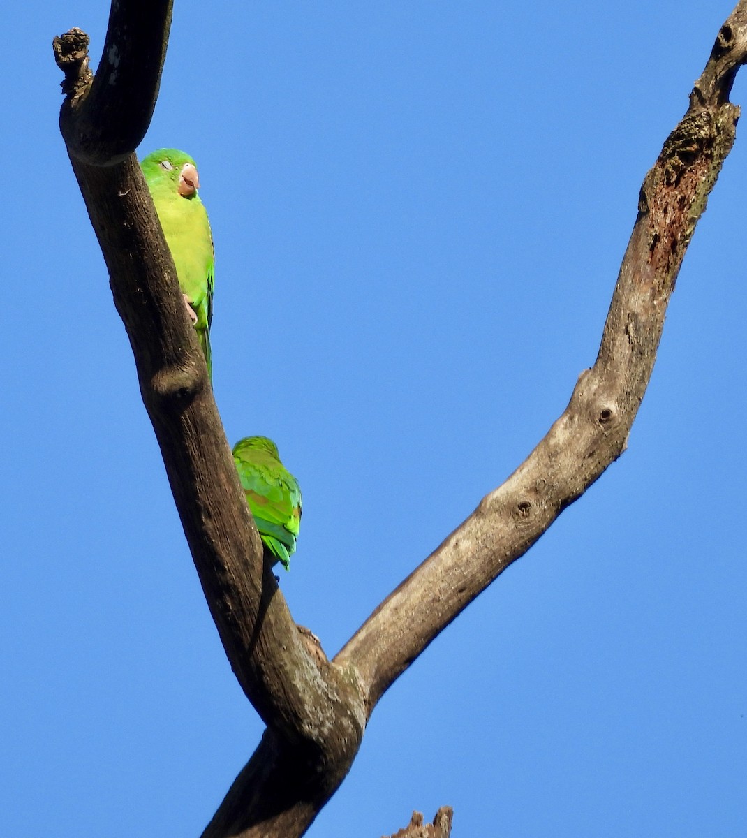 Orange-chinned Parakeet - ML642721951