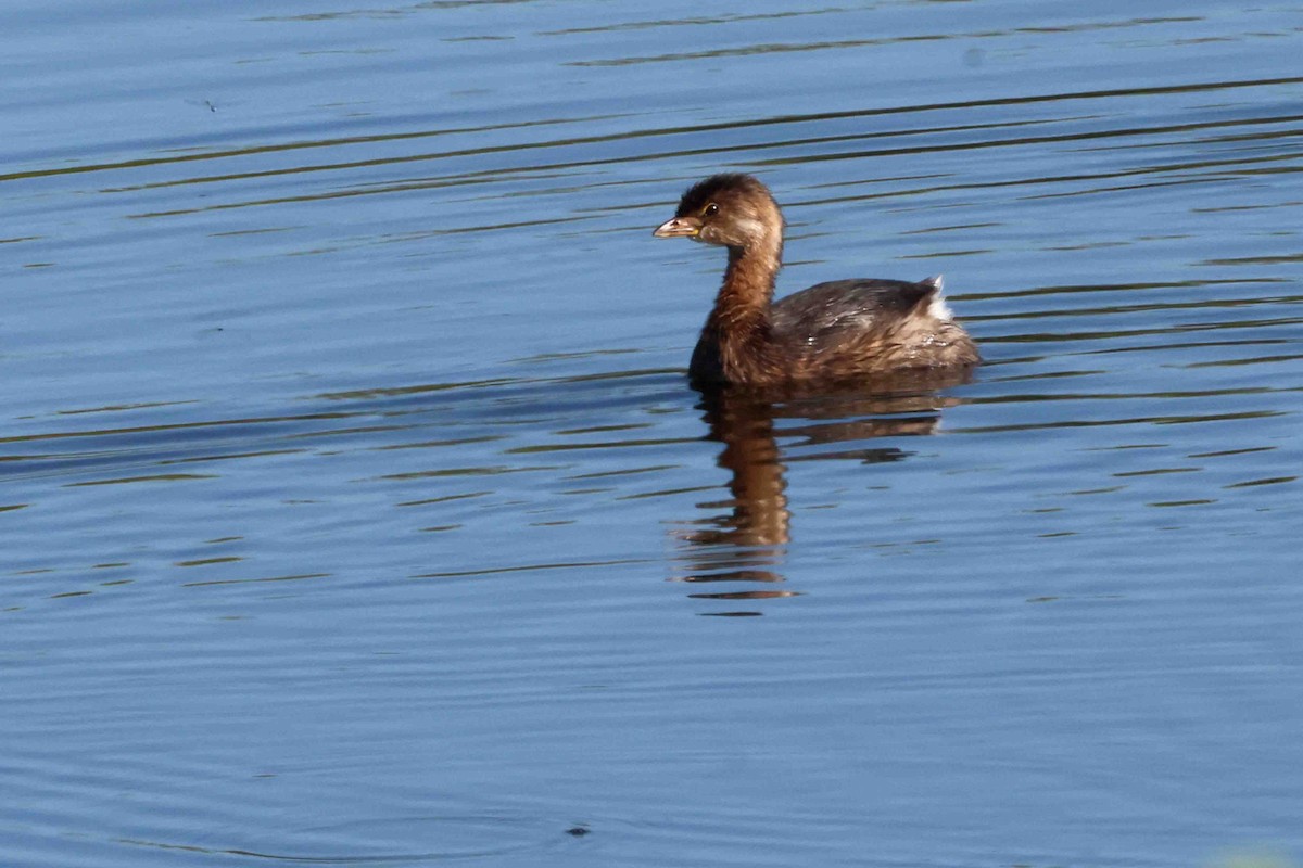 Pied-billed Grebe - ML642721952