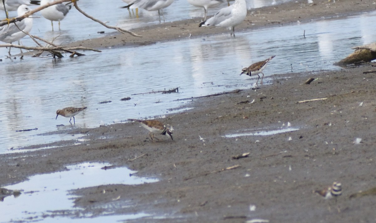 Killdeer - ML642721961