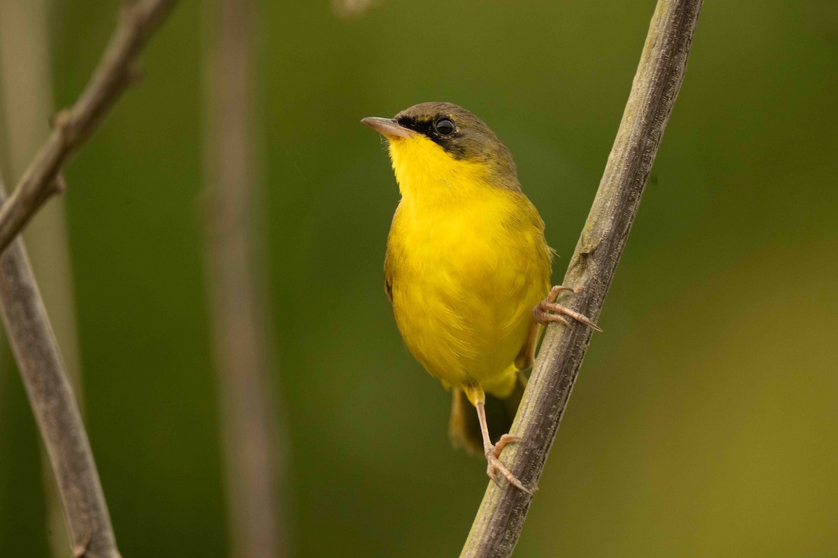 Southern Yellowthroat - ML642721972