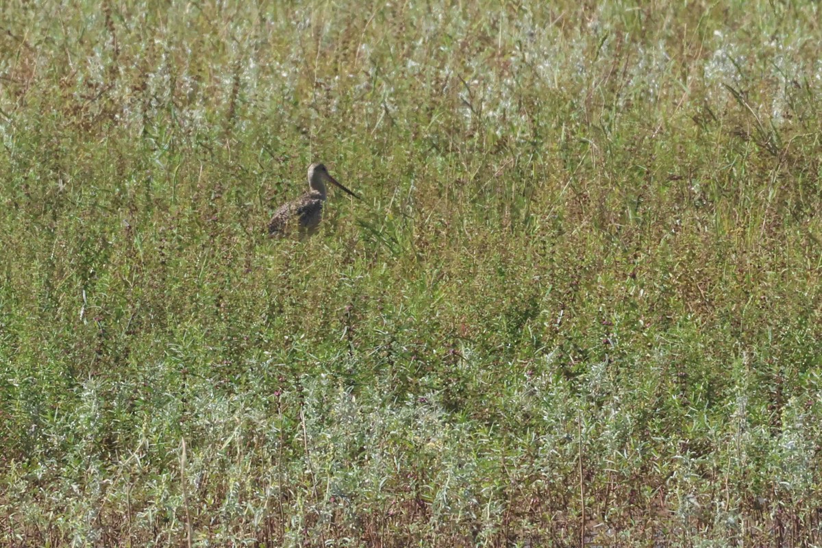 Marbled Godwit - ML642721990