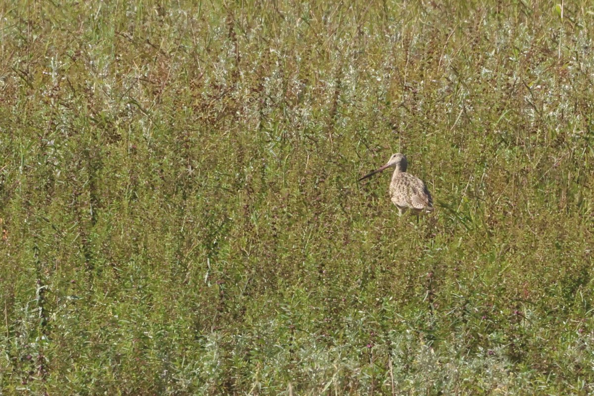 Marbled Godwit - ML642721996