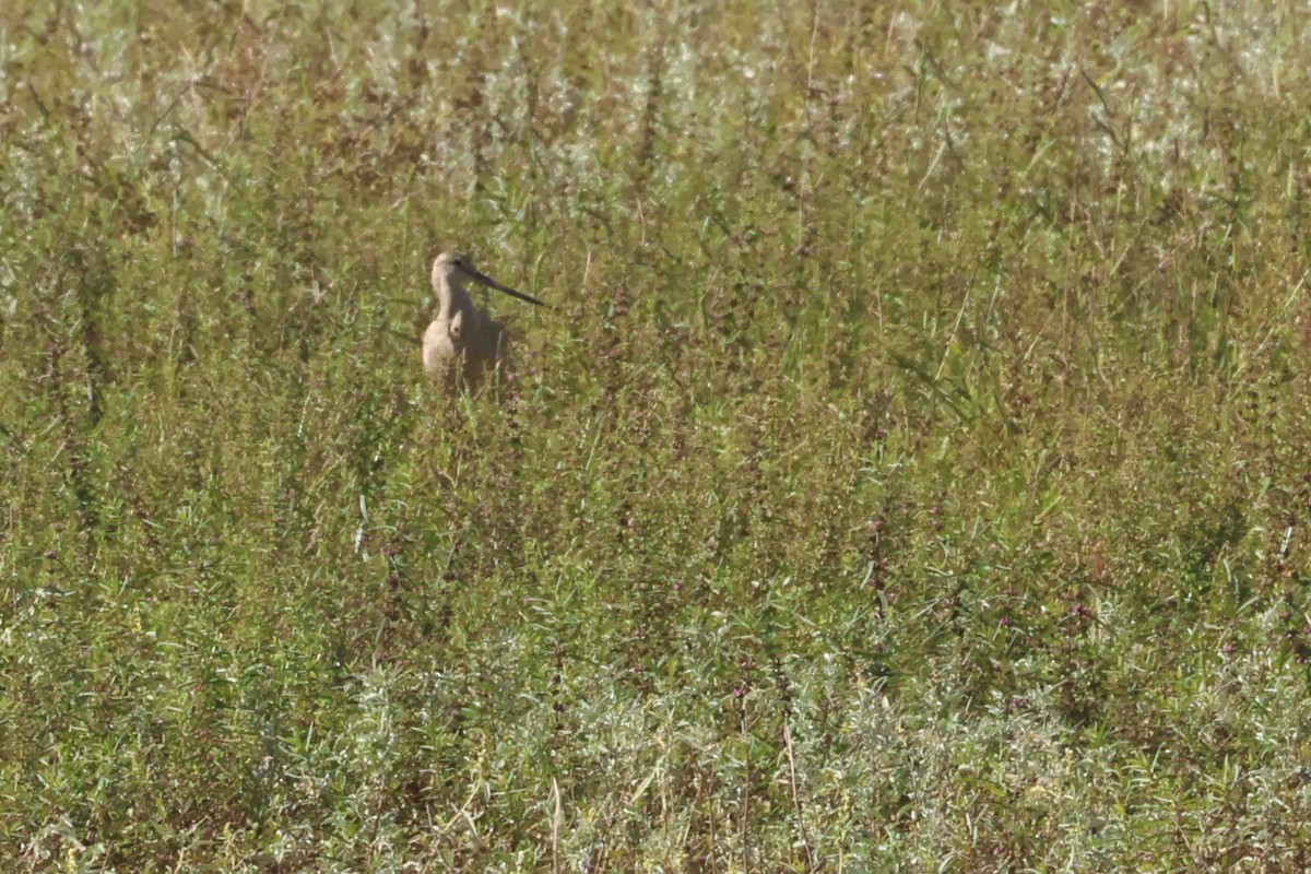 Marbled Godwit - ML642722003