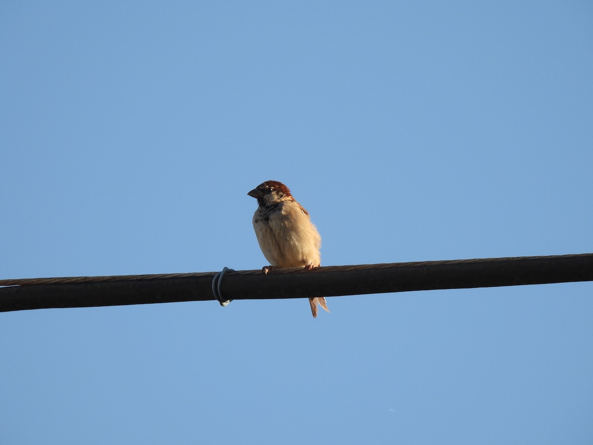 Italian Sparrow - Tomasz Rygiel