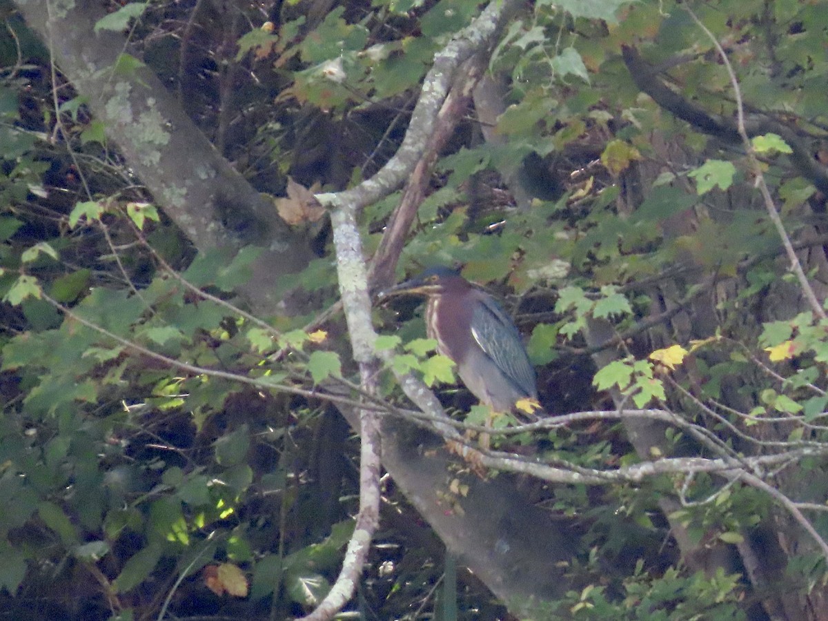 Green Heron - ML642722022