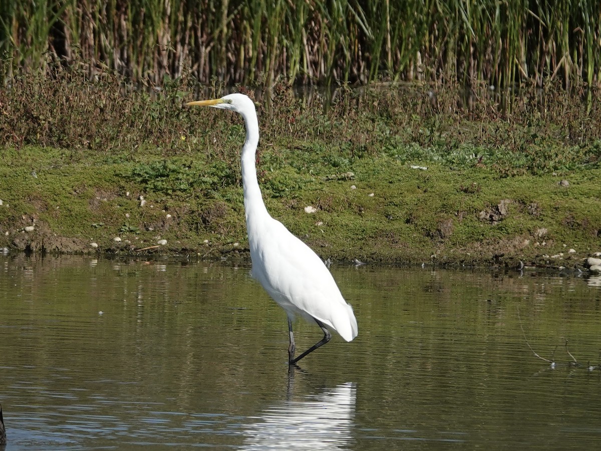 Great Egret - ML642722028