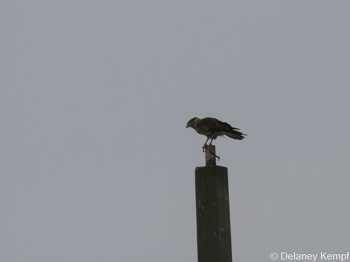 Yellow-headed Caracara - ML642722034