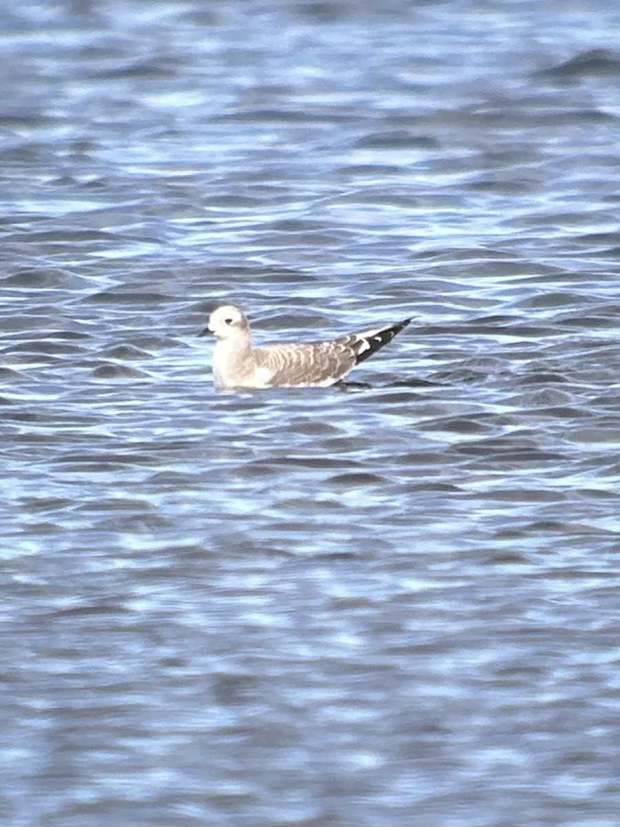 Sabine's Gull - ML642722060