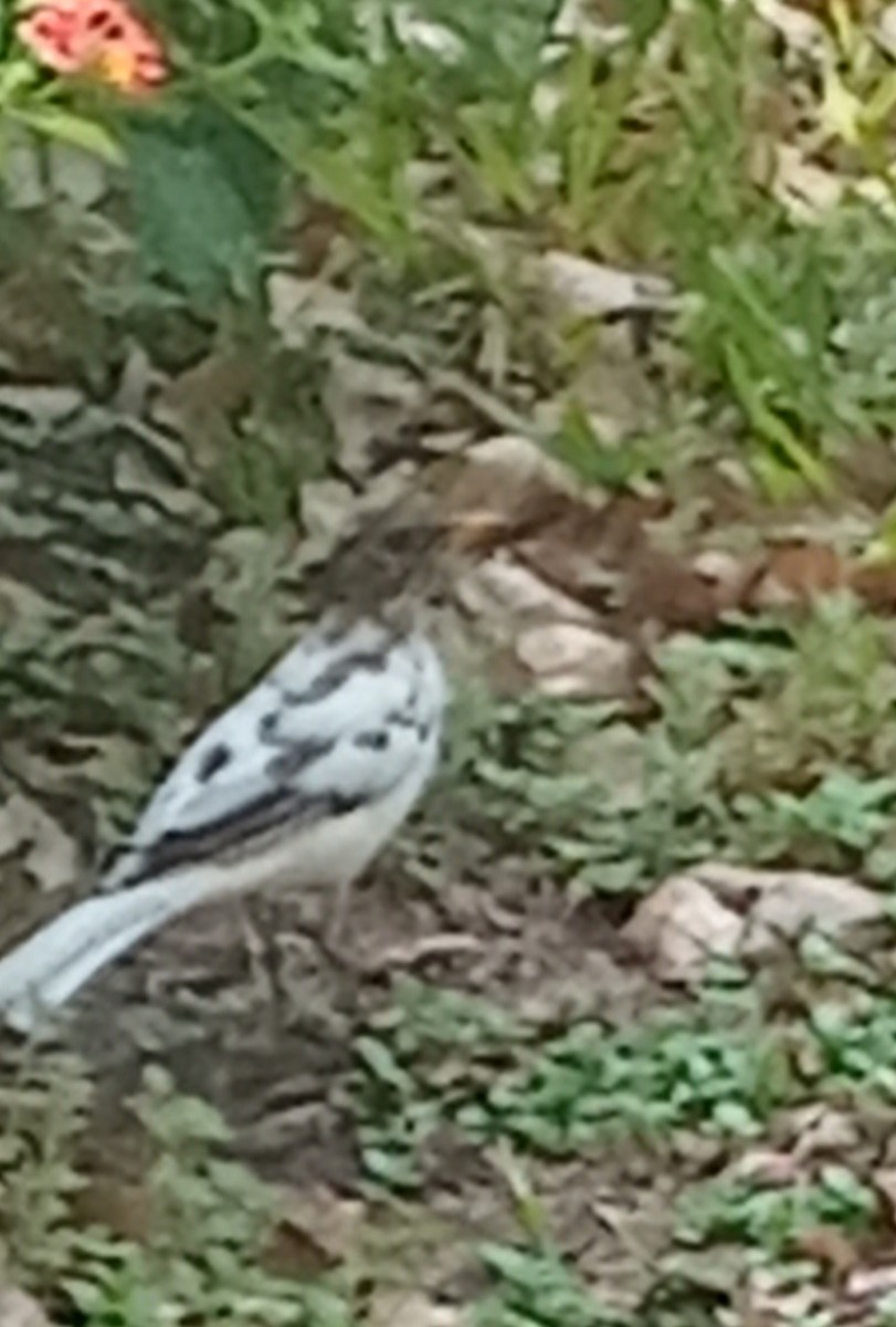 drozd krémovobřichý - ML642722066