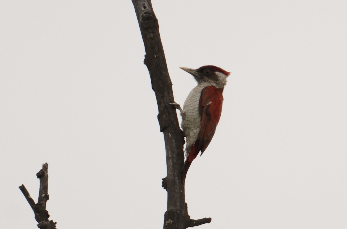 Scarlet-backed Woodpecker - ML642722072