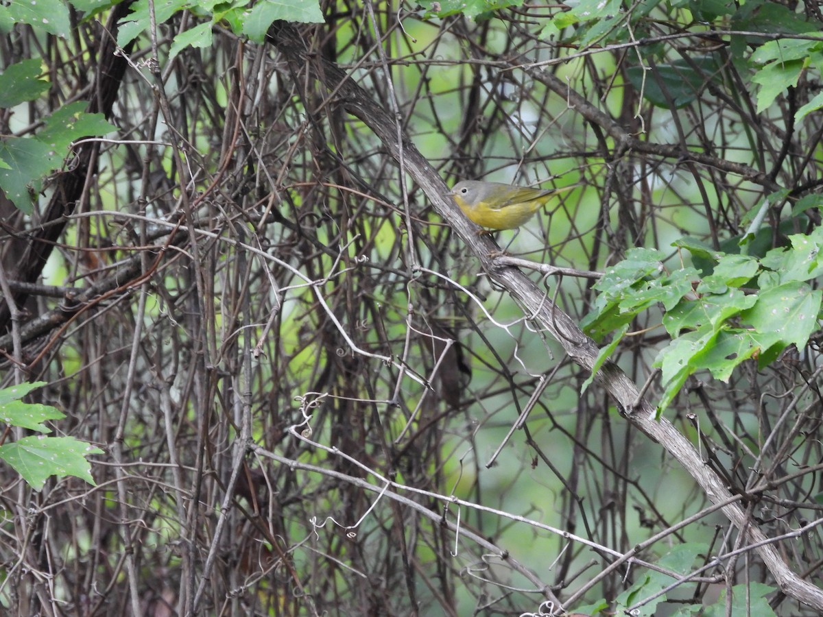 Nashville Warbler - ML642722079