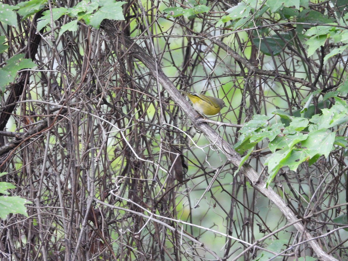 Nashville Warbler - ML642722082