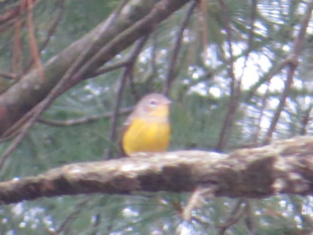 Magnolia Warbler - ML642722086