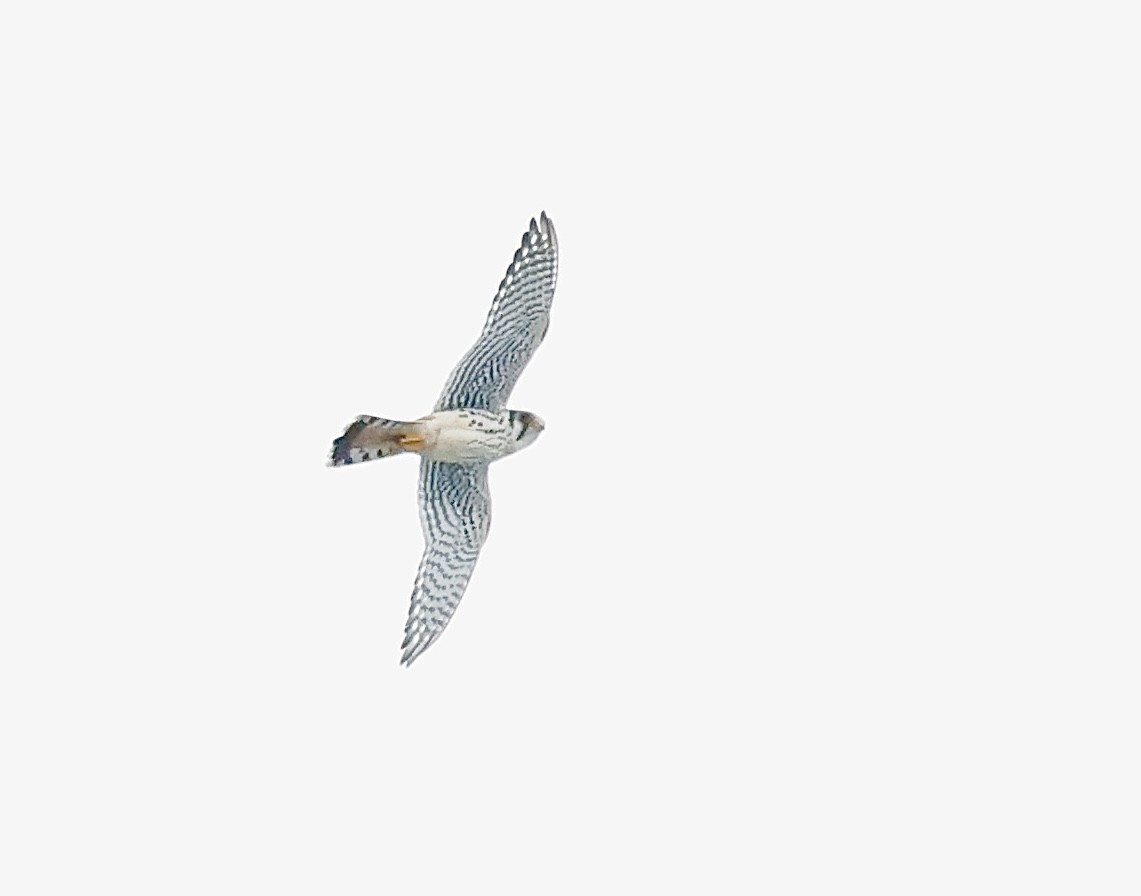 American Kestrel - ML642722105