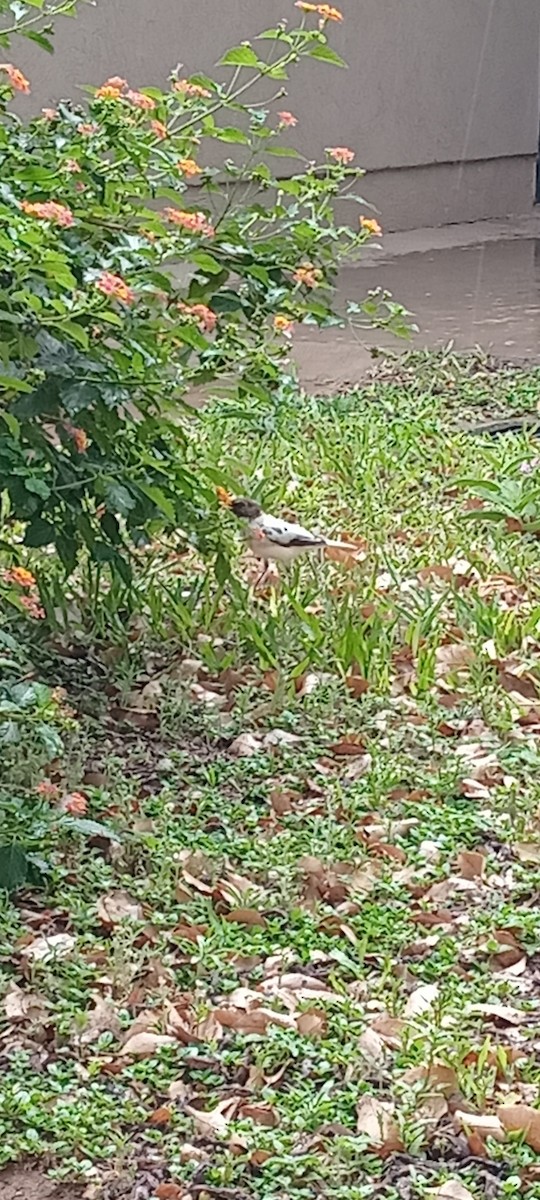 drozd krémovobřichý - ML642722107