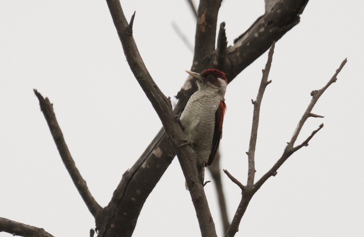 Scarlet-backed Woodpecker - ML642722117