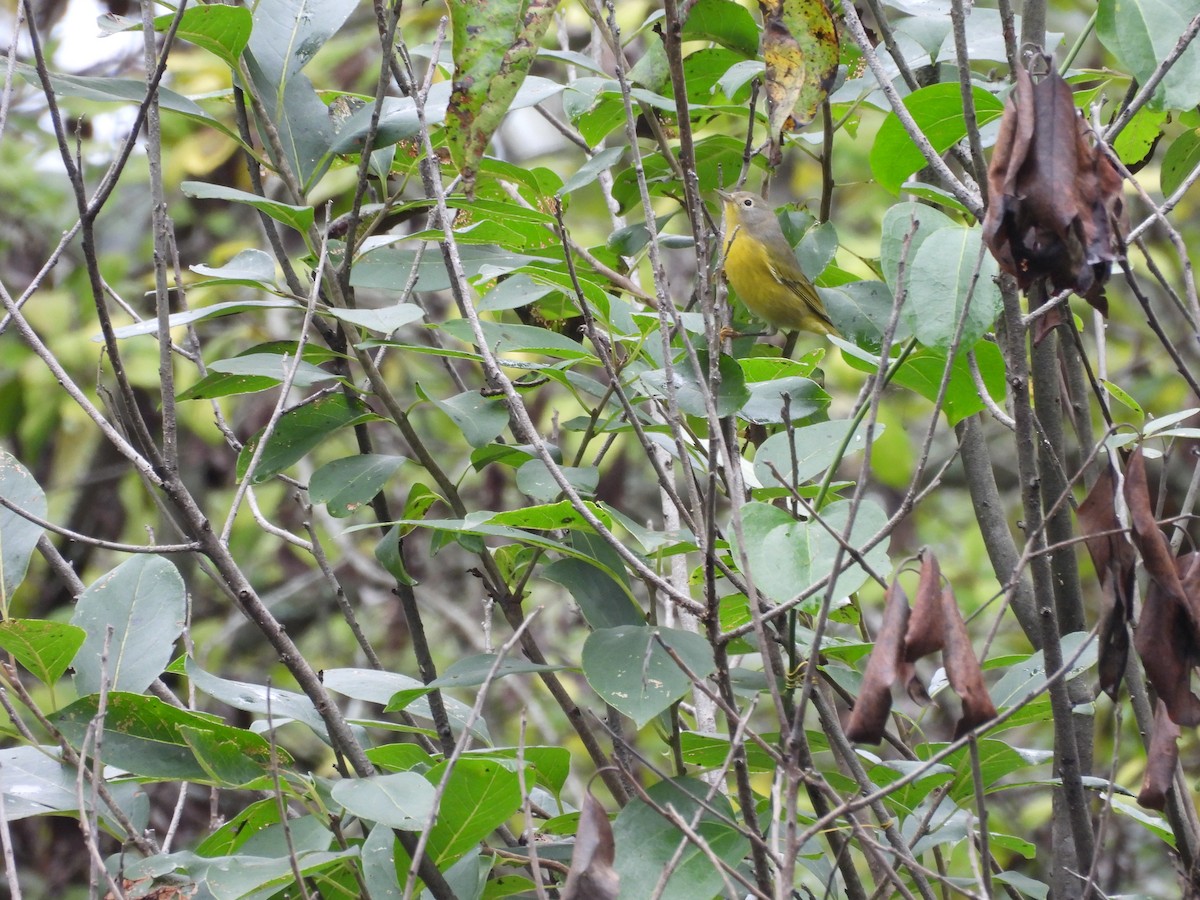 Nashville Warbler - ML642722129